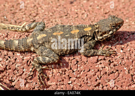 Agama Lizard, Stellagama stellio Stock Photo