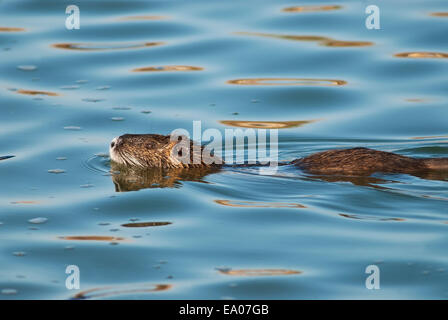 Nutria, Myocastor coypus swim Stock Photo
