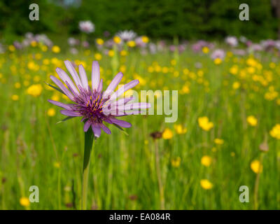 Oyster plant or Salsify following the sun in a meadow in London SW20 Stock Photo