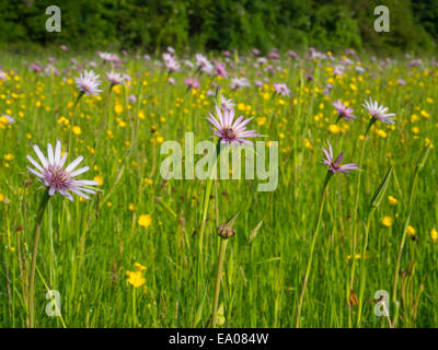 Oyster plants or Salsify following the sun in a meadow in London SW20 Stock Photo