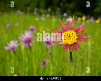 Oyster plants or Salsify following the sun in a meadow in London SW20 Stock Photo