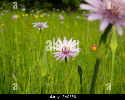 Oyster plants or Salsify following the sun in a meadow in London SW20 Stock Photo