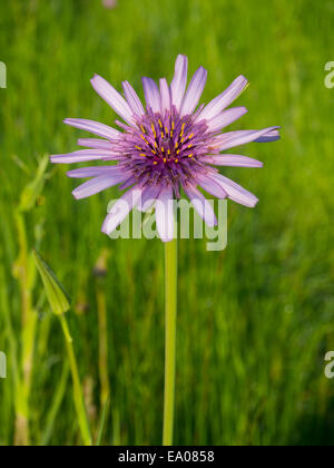 Oyster plants or Salsify following the sun in a meadow in London SW20 Stock Photo