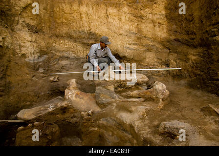 Paleontologist Iwan Kurniawan is working on the excavation site of an extinct elephant, Elephas hysudrindicus, in Blora, Central Java, Indonesia. Stock Photo