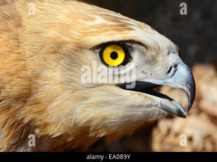 Short-toed eagle, Circaetus gallicus, Head Stock Photo