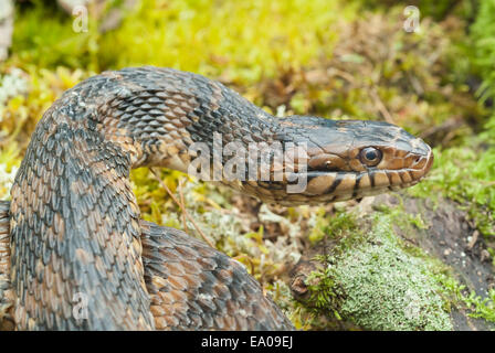 Banded or southern water snake, Nerodia fasciata; native to central and southeastern United States Stock Photo