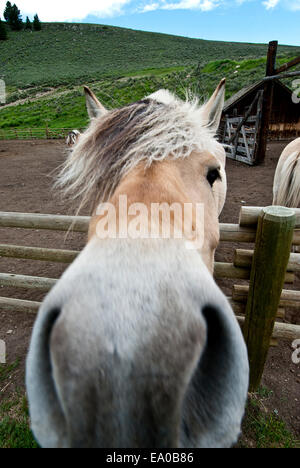 Norwegian fjord horse at ranch in SW Montana Stock Photo