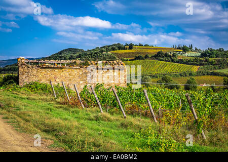 Field of vines in the countryside of Tuscany Stock Photo