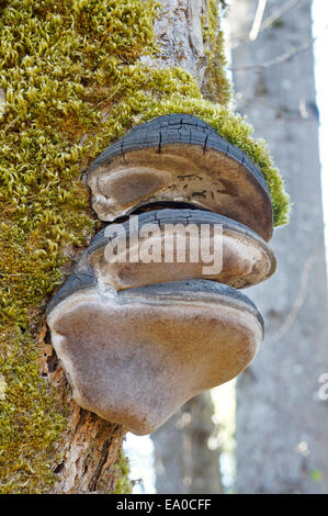 Phellinus igniarius fungus and green moss growing on a dead tree trunk