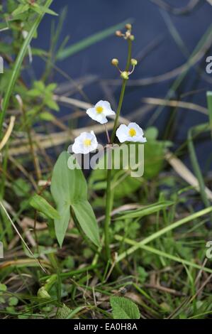 Broadleaf Arrowhead - Duck Potato - Indian potato - Wapato (Sagittaria latifolia) flowering in summer Stock Photo