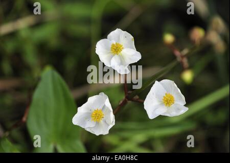 Broadleaf Arrowhead - Duck Potato - Indian potato - Wapato (Sagittaria latifolia) flowering in summer Stock Photo