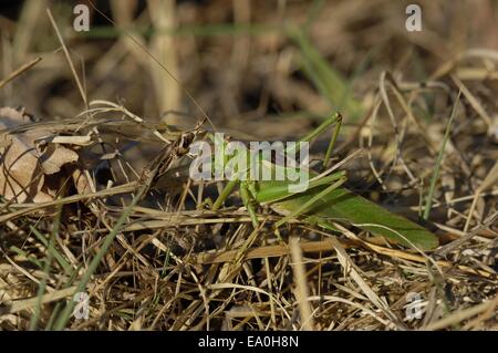 Great Green Bush-cricket (Tettigonia viridissima) male in summer Provence - France Stock Photo