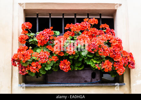 Buildings  and houses in the historical center of Prague: iron grated window with pot of hanging flowers, geranium that is pelar Stock Photo