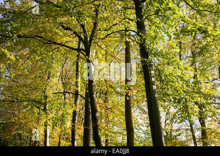 Sunlight through beech trees in the autumn. UK Stock Photo