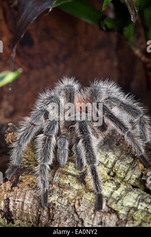 Tarantula in a terrarium Stock Photo