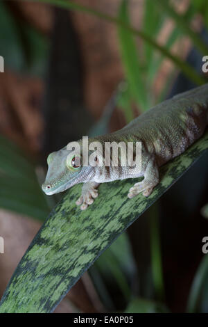 Green gecko on leaf Stock Photo