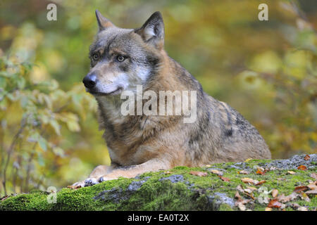 European Grey Wolf Stock Photo