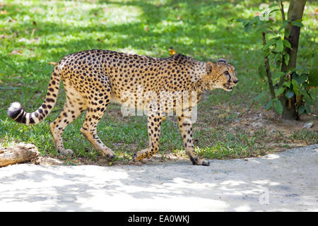 Wild Cheetah Stock Photo