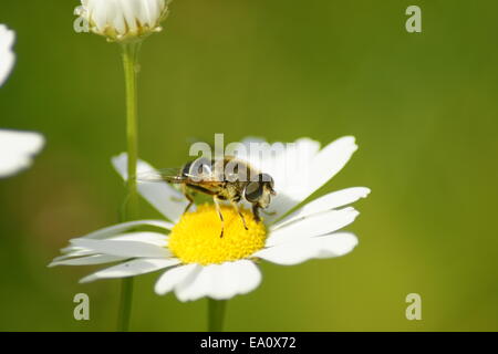 Flower fly on a white marguerite blossom Stock Photo