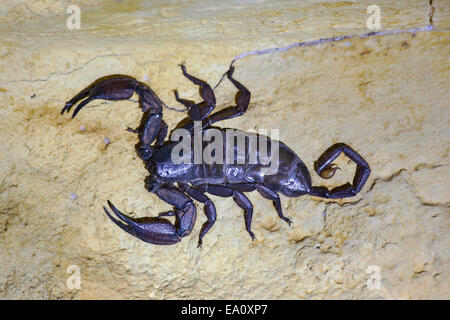 South African rock scorpion (flat rock scorpion) (Hadogenes troglodytes), North West province, South Africa Stock Photo