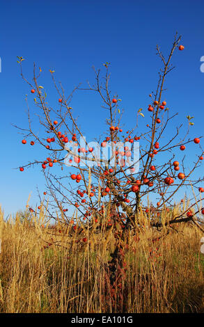 Apple tree with red apples in tall grass Stock Photo