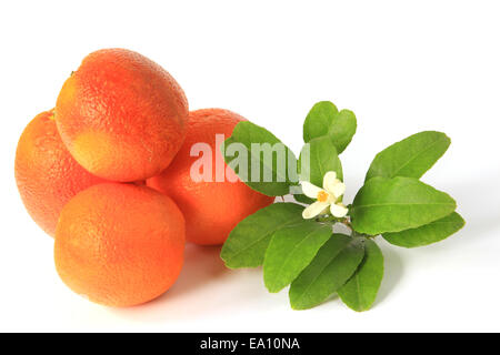 Blood Oranges Stock Photo