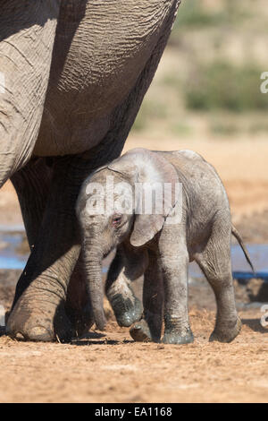 Elephants (Loxodonta africana) new-born, Addo Elephant National Park, South Africa Stock Photo