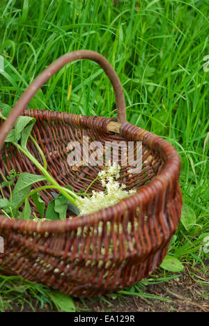 Eatable wild herbs Stock Photo