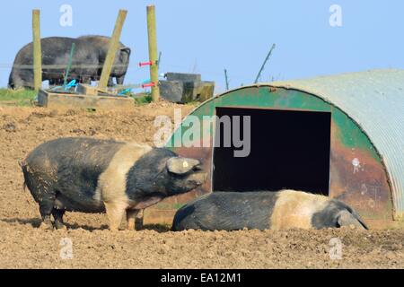 Pigs sleeping outdoors free range, Alpine french farm, vertical.Pigs ...
