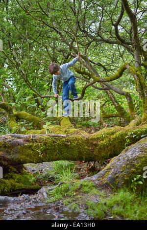 Boy climbing on trees in woods Stock Photo