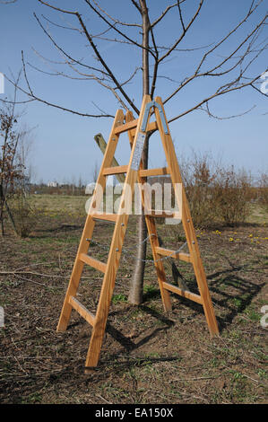 Wooden ladder Stock Photo