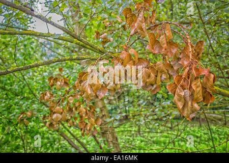 Red brownish dry leaves on Yellow lichen on branches in Italian green area in a summer sunny day Stock Photo