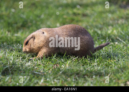 black-tailed prairie dog Stock Photo