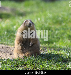 black-tailed prairie dog Stock Photo