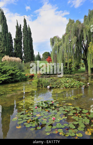 A pond with blossoming lilies Stock Photo