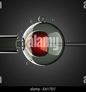 artificial insemination on gray background Stock Photo