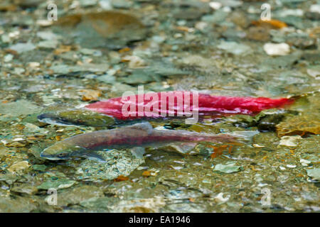 A male red Sockeye Salmon guards a female after digging a redd in its spawning site, Tongass National Forest, Southeast Alaska Stock Photo