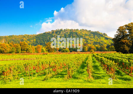 Denbies Wine Estate and Box Hill, Dorking, Surrey, England, UK Stock Photo