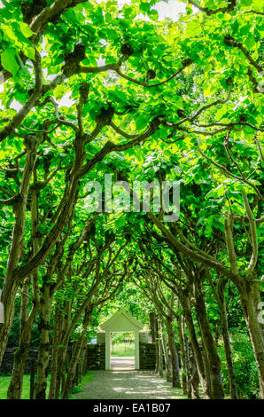 Tree tunnel Stock Photo