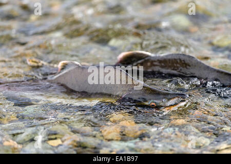 Pacific Pink salmon (Oncorhynchus gorbuscha) swimming upstream to their natal river to spawn in Alaska Stock Photo