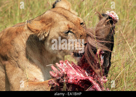 Lioness Feeding On A Wildebeest Stock Photo