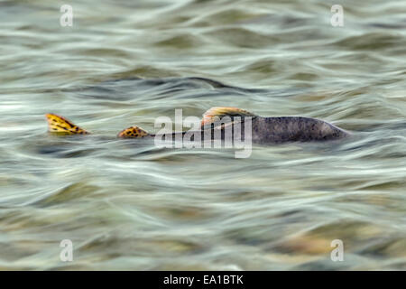 Pacific Pink salmon (Oncorhynchus gorbuscha) swimming upstream to their natal river to spawn in Alaska Stock Photo