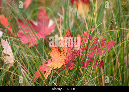 Autumn, or fall, colours on Norway Maple leaves (Acer platanoides) in Exeter, Devon, UK. Stock Photo