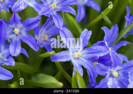 Scilla bifolia Stock Photo