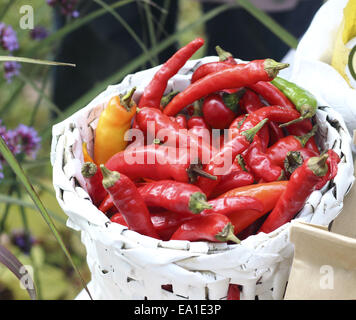 Chili pepper Stock Photo