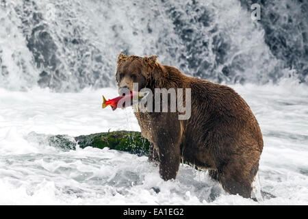 Male brown bear catching spawning red salmon at Brooks Falls, Katmai National Park, Alaska Stock Photo