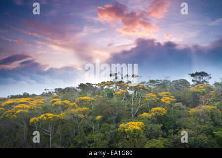 Flowering May Trees at sunset in Altos de Campana national park, Panama province, Pacific slope, Republic of Panama. Stock Photo