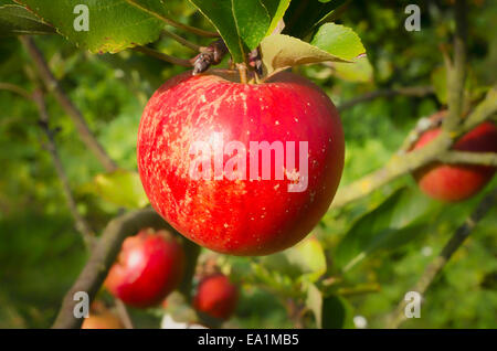 Ripe Lord Lambourne apples on tree in UK Stock Photo