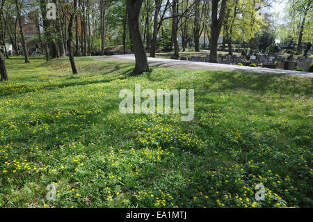 Yellow anemones Stock Photo