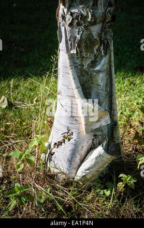Peeling old bark from silver birch tree, 'Silver Shadow' Stock Photo